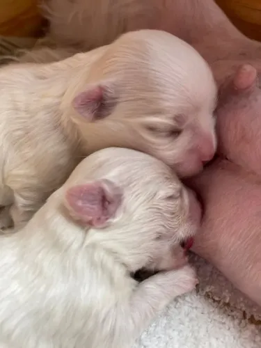 Cachorros Shitzu