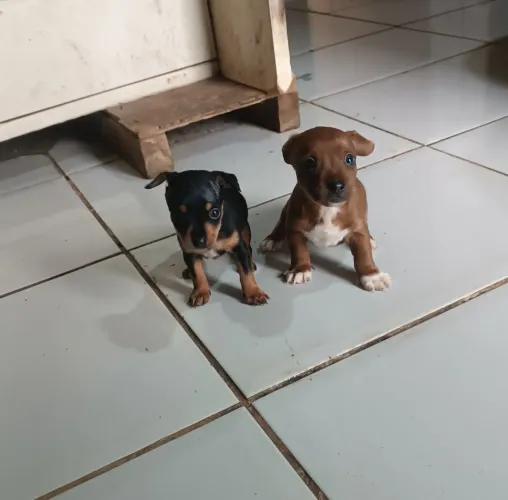 filhotes de pinscher