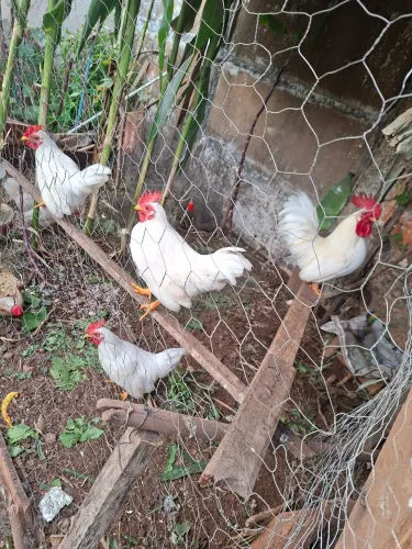 Vendo Galizé/Garnizes Macho a partir de 50.00 reais
