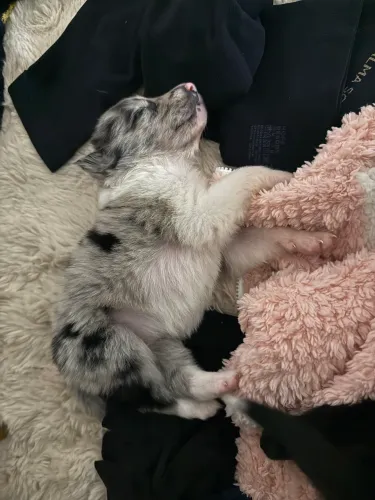 Filhote de Border Collie 