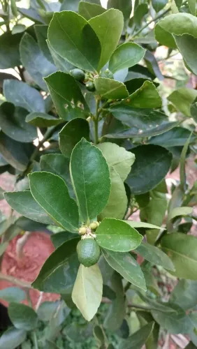 Laranja Bahia enxertada produzindo