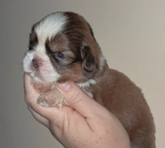 ShihTzu micrinhos chocolate maravilhosos