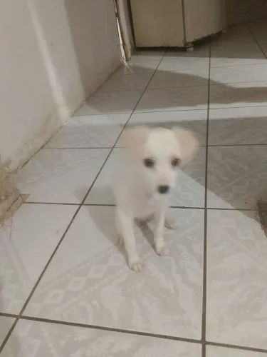 Vendo um filho de poodle 2 meses 2 semanas 