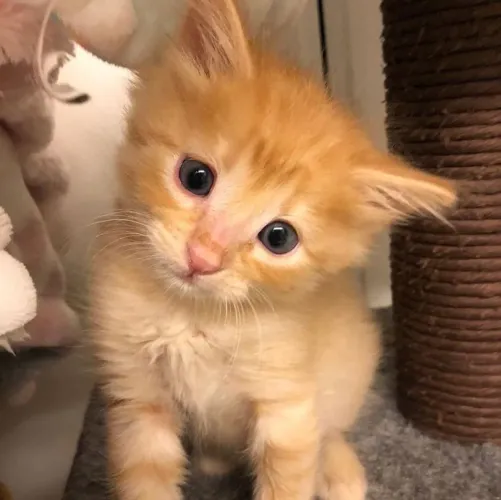 Gatinho angora amarelo