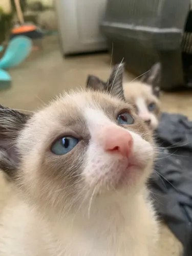 Doa - se gatos