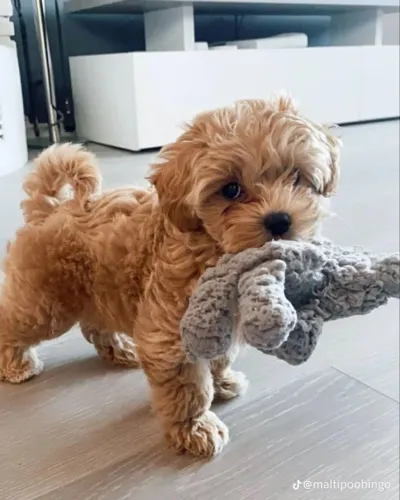 Poodle - Pequenos filhotes com muito amor para compartilhar