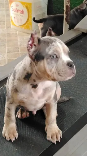 American Bully SP