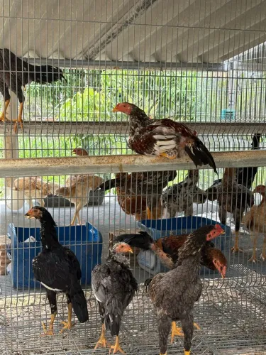 Frangos e frangas índio misturado com shamo tari tori
