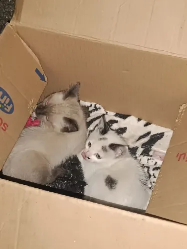 Doação de Gatos