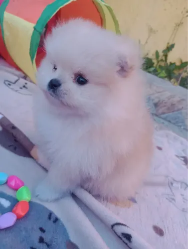 Filhote de Spitz Alemão Anão Macho com Pedigree e Garantia