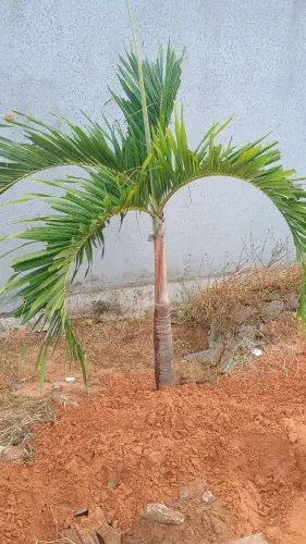 Palmeira