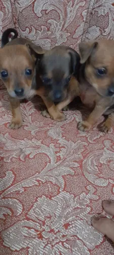 Pinscher com 60 dias vacinado 