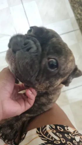 BULDOGUE FRANCÊS FEMEA TIGRADO