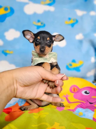 Cachorro filhote Pinscher/ Pincher com pelagem densa e muito saudável