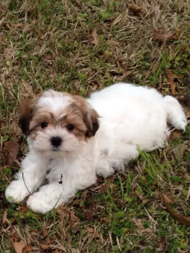 Lhasa compre pra sua criança 