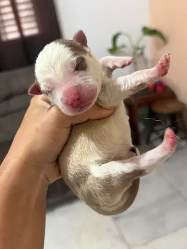 Husk siberiano