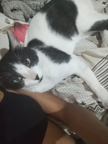 Gato para adoção.