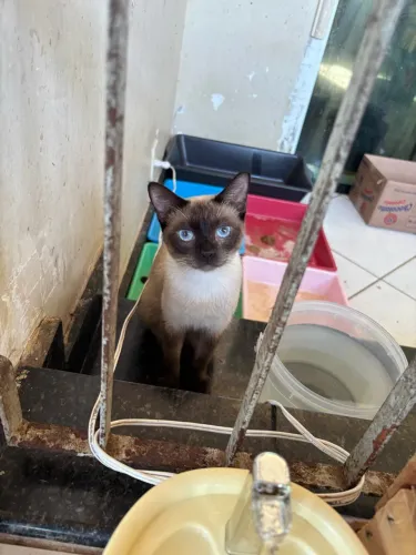 Gata castrada
