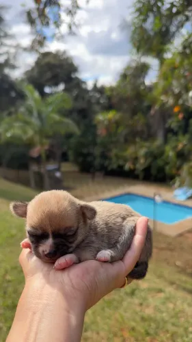 Filhote Chihuahua