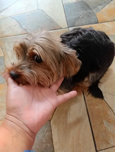 Cachorra 