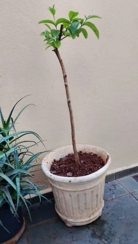 Muda de Goiaba
