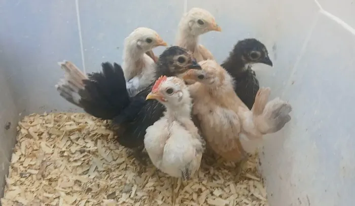 Franguinhos serama