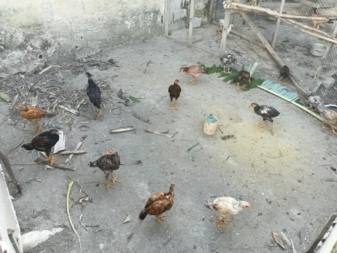 Estou vendendo um lote de 20 pintos de capoeira a 15R$ a unidade.