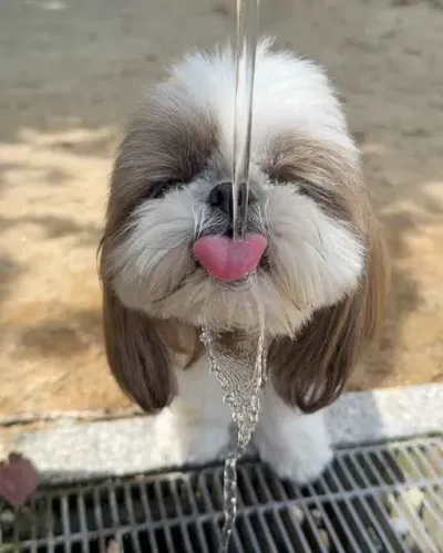 Filhote shih tzu, Um Cachorrinho Pode Tornar Sua Vida Muito Mais Feliz!