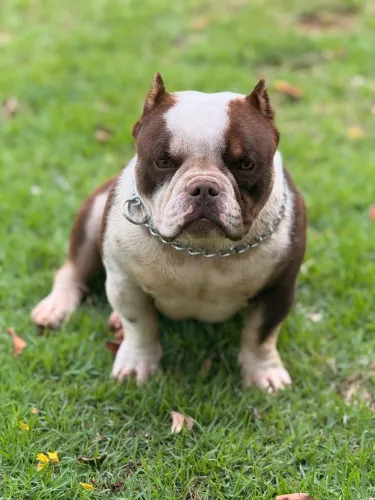 Doação American Bully 