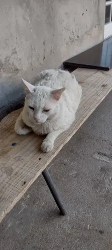 Doa se gato branco, macho CASTRADO