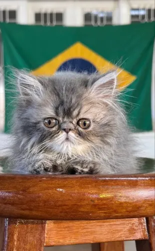 Filhotes Gatos persas