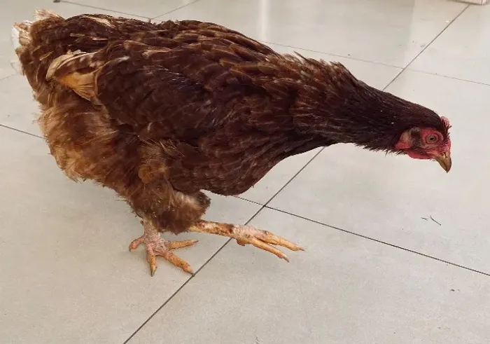 Galinha 
