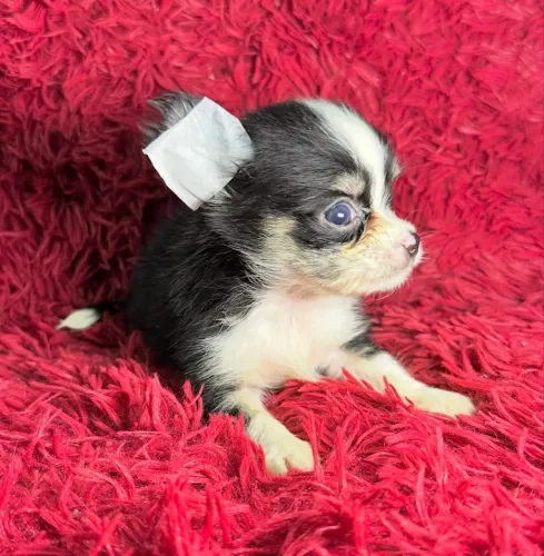 VENDA CHIHUAHUA MACHO PROMOÇÃO PELO LONGO