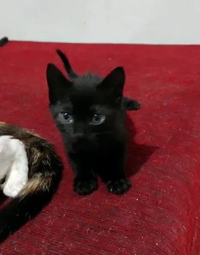 Gatinha filhote linda para adoção