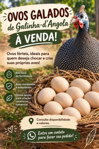 Ovos de galinha dAngola
