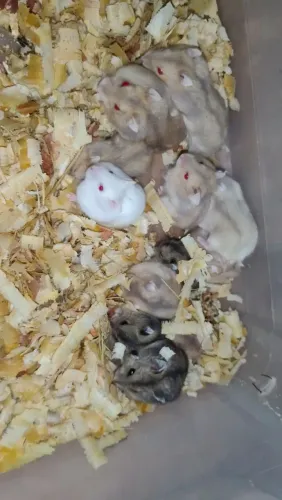 HAMSTER ANÃO (Chinês)