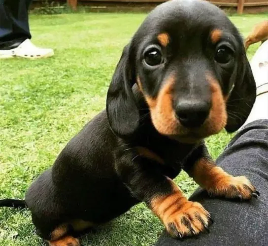 Dachshund Black & Tan