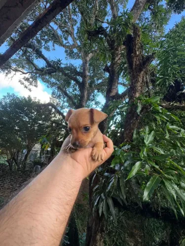 Pinscher miniatura macho e fêmea c pedigree até 10 parcelas no cartão
