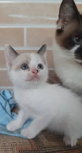 DOAÇÃO 3 GATOS FILHOTES SIAMÊS