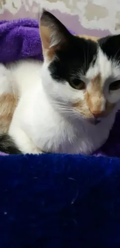 Doa se gata