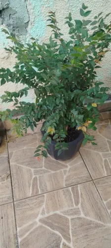 Jabuticabeira média e pequena mudas
