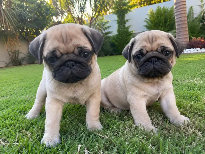 Filhote pug (fêmea)
