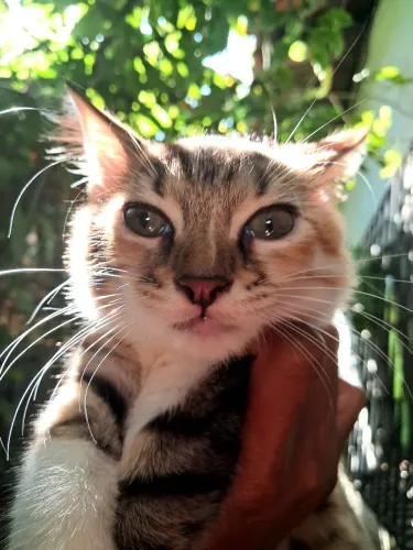  LINDA FILHOTE DE GATO,, MESTIÇA DE TURKISH VAN + ANGORÁ | 3 MESES | VACINADA