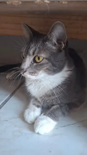 Para adoçao gata fêmea castrada