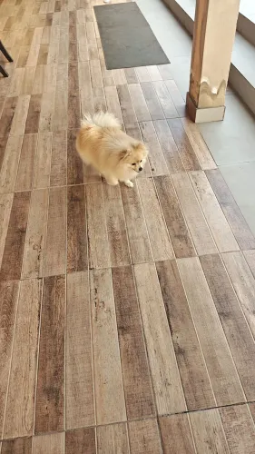 Filhotes anão se Lulu
