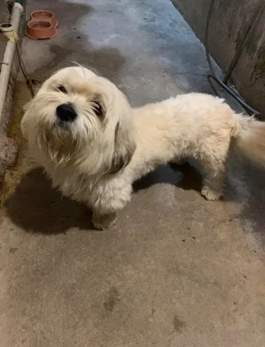 DOANDO LHASA APSO FEMEA