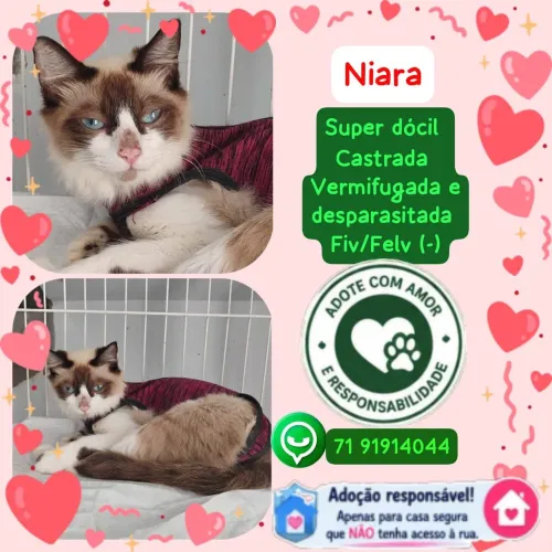 Adote a gatinha Niara 