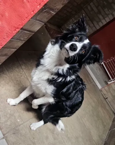 Bolder Collie bicolor fêmea