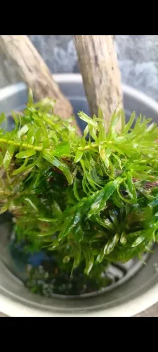Plantas Aquáticas para Aquário - Elódea e Rabo-de-Raposa