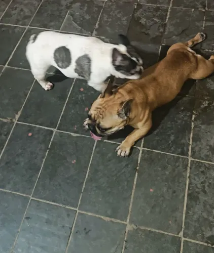 Filhotes de buldogue francês 